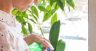 Boj proti šupinám na orchideji